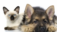 Animals cats Dogs siamese