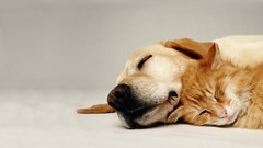 Animals cats Dogs sleeping