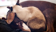 Animals cats Dogs sleeping