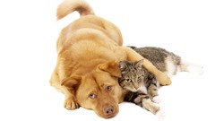 Animals cats Dogs two friend