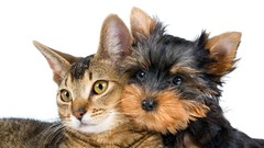 Animals cats Dogs white background