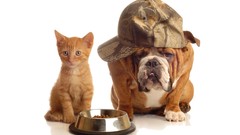 Animals cats Dogs white background