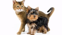 Animals cats Dogs white background yorkshire terrier