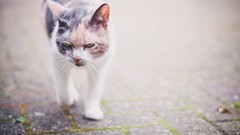 Animals cats domestic cat