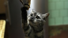 Animals cats domestic cat