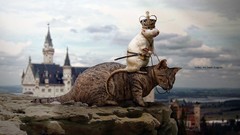 Animals cats Dragons cliffs funny Neuschwanstein Castle 