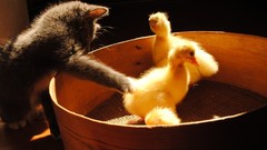 Animals cats Ducks Kittens duckling baby birds