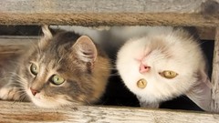 Animals cats ears funny