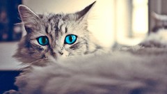 Animals cats effects selective coloring