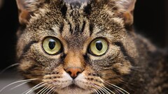 Animals cats eyes Mammals animal eyes