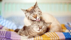Animals cats fabric closed eyes licking