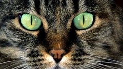 Animals cats faces green eyes