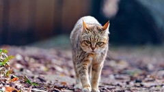 Animals cats fallen leaves