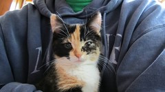 Animals cats feline baby animals