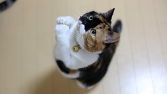 Animals cats feline begging