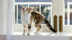 Animals cats feline window panes