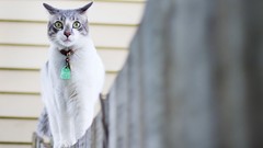 Animals cats fences green eyes depth of field