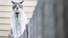 Animals cats fences green eyes depth of field