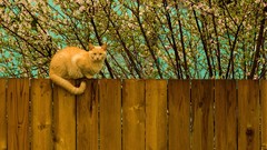 Animals cats fences picket fence