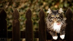 Animals cats fences yellow eyes depth of field