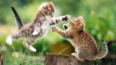 Animals cats fight Kittens