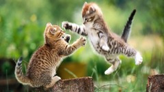 Animals cats fight Kittens