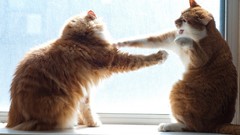 Animals cats Fighting pets domestic cat