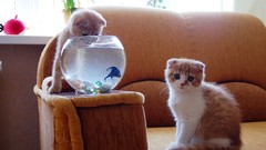 Animals cats fish