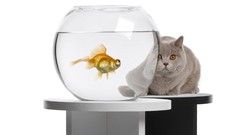 Animals cats fish goldfish fish tank