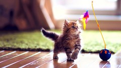 Animals cats fish playing ben torode