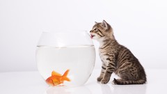 Animals cats fish sitting