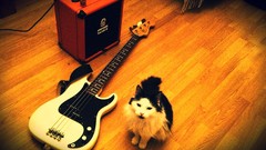 Animals cats floor bass guitars Fender amplifiers P-Bass 
