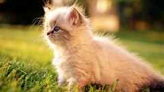 Animals cats fluffy