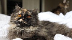 Animals cats fluffy mango beds golden eyes