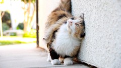 Animals cats fluffy outdoors