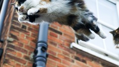Animals cats flying jumping pets domestic cat