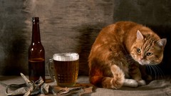 Animals cats food fish beers