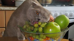 Animals cats food fruits pets