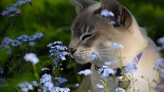 Animals cats Forget-me-nots