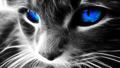 Animals cats fractal blue eyes selective coloring