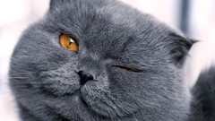 Animals cats funny blink pets wink feline