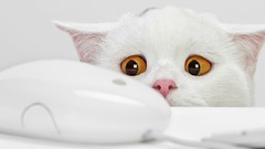 Animals cats funny fun mice