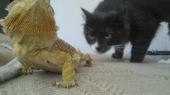 Animals cats funny lizards