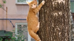 Animals cats funny natural complex magazine