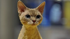 Animals cats funny pets