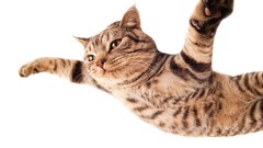 Animals cats funny pets