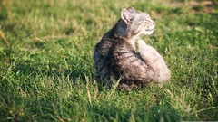 Animals cats funny pets