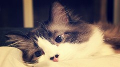 Animals cats funny pets