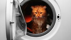 Animals cats funny pets