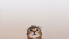 Animals cats funny Simple Background